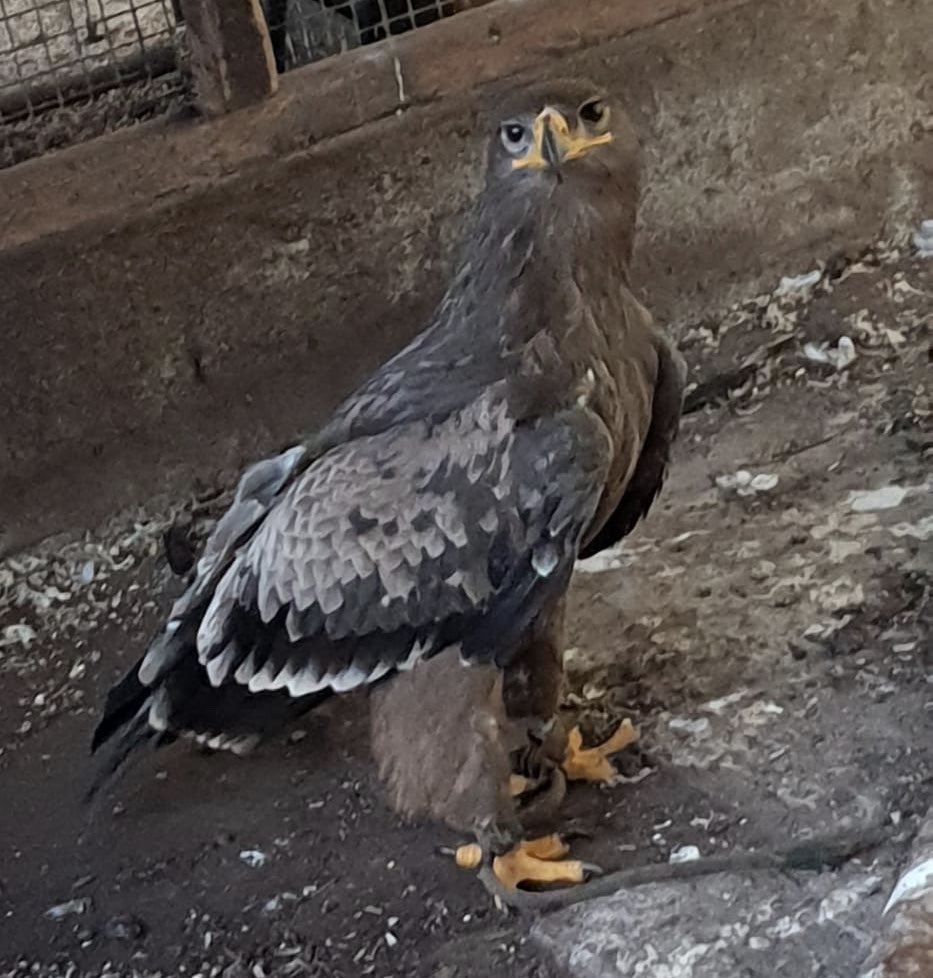 鳥のいるカフェ谷中本店 大人気 サメイロイヌワシ 来週入荷予定です 今回は2kg Upの です イヌワシ ソウゲンワシ などと違い 特定動物 ではありませんので飼育許可は必要ない ワシ です 1羽限りの輸入ですので早めにお問い合わせ下さい