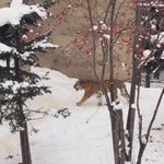 まるで掛け軸のよう!？旭山動物園の虎の写真が美しい!!
