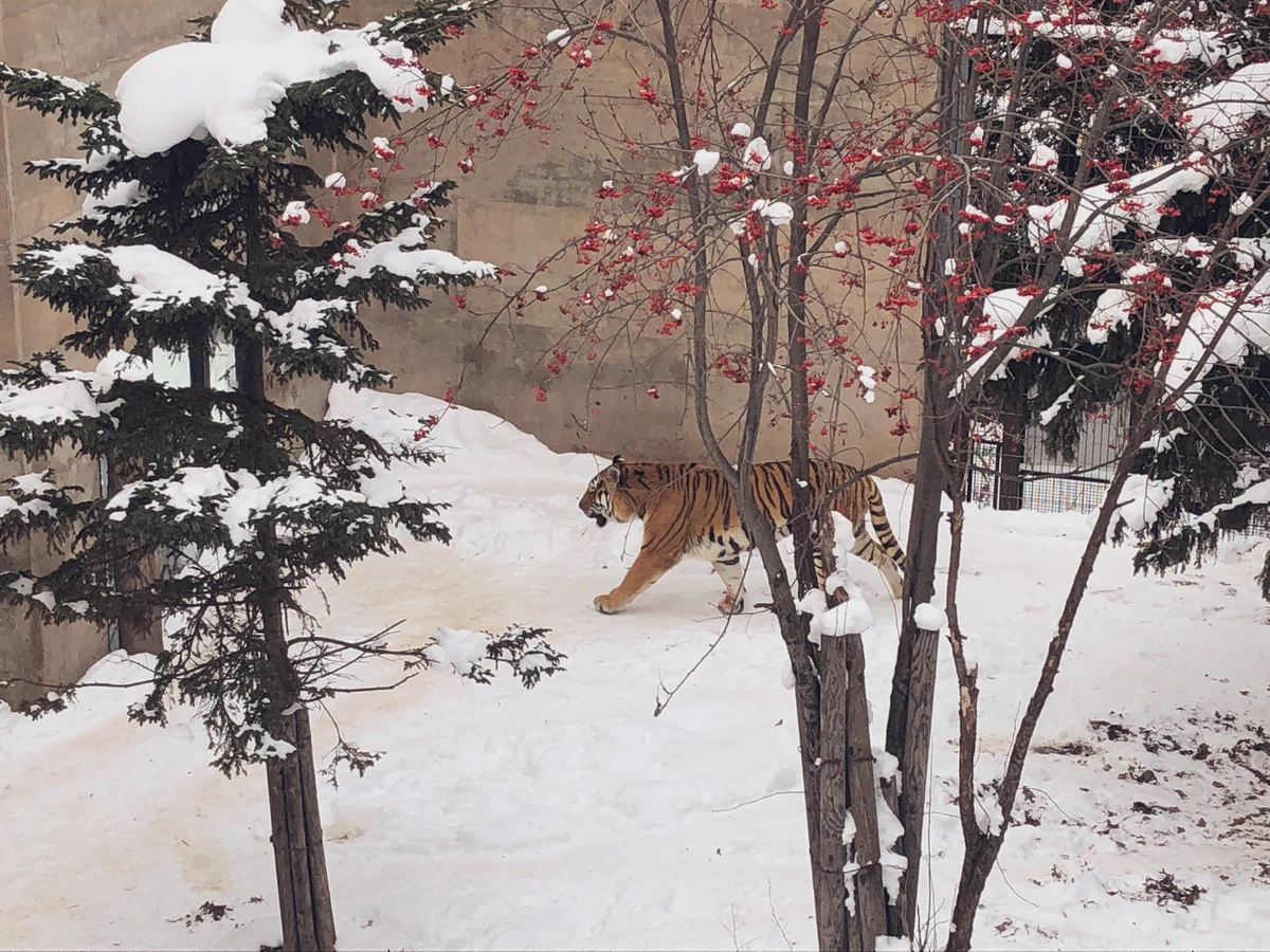 まるで掛け軸のよう！？旭山動物園の虎の写真が美しい！！！