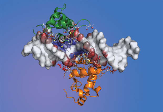 Forkhead (green) and Ets (orange) transcription factors, connected by an Ets protein residue (red) and interacting at a DNA binding site. IMAGE: Ignacio Ibarra/EMBL