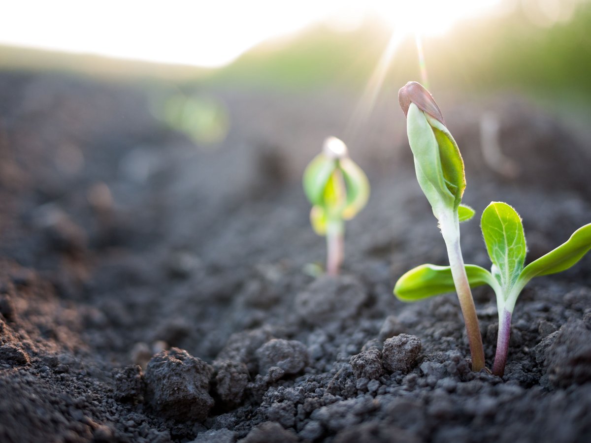 AgTechAndalucia's tweet photo. 2020 será Año Internacional de la Sanidad Vegetal según la @FAO "Proteger las plantas para proteger la vida” 🌿💕https://t.co/D0TgN37gv6 #agricultura #medioambiente https://t.co/qbUzslyzGC