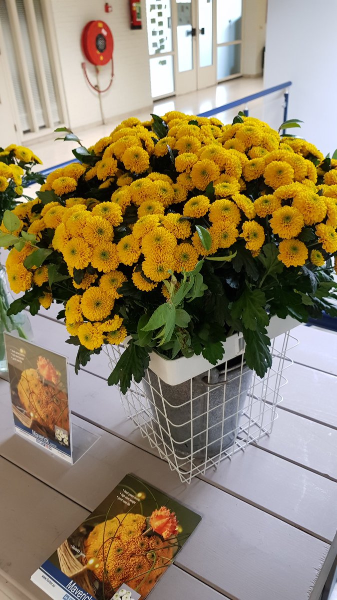 Floritec tweet media