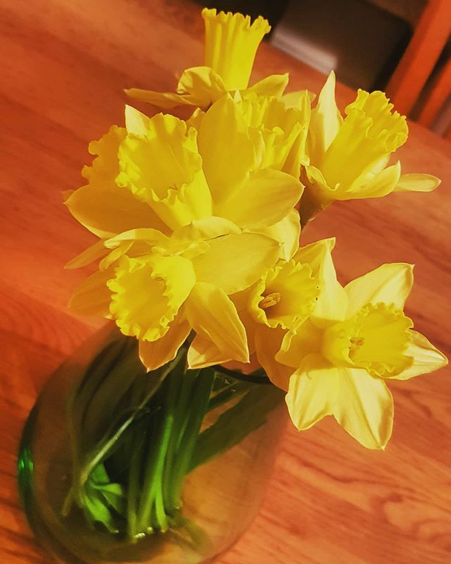 CheskaBennett's tweet photo. 🌻💛 The epitome of smile-inducing. Thank you @ellieisoninstagram 
Only 5 years ago I thought flowers were boring 🙊🤦‍♀️ #daffodils #flowerstagram #poole #dorset https://t.co/udxN5OijYE https://t.co/7VN5Ay5gT2