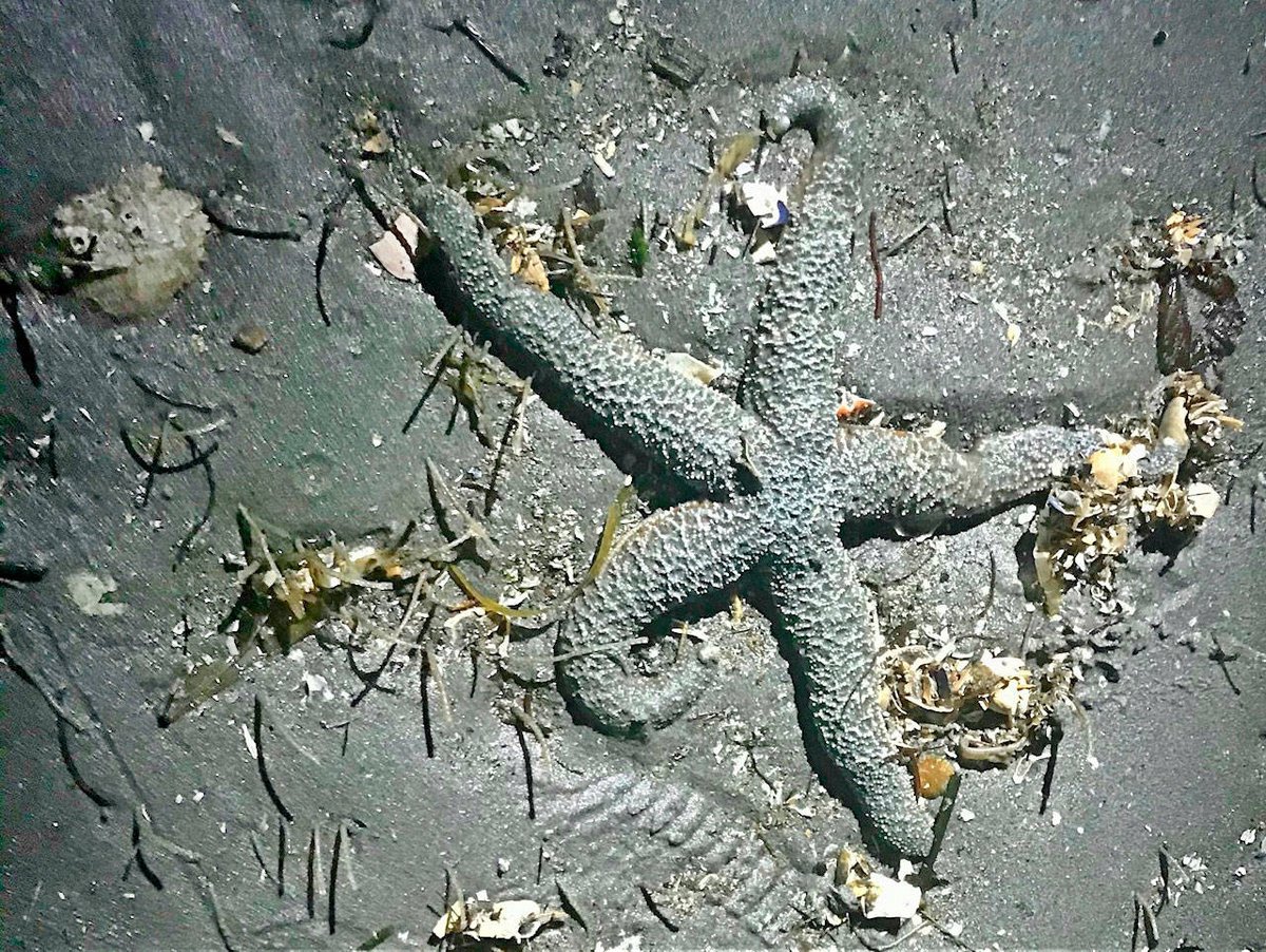 DeepSeaDiamond's tweet photo. Low tide walk reveals world of marine magic
#Marine #seacucumber
https://t.co/70EMwm6XZK https://t.co/56ZN7mcXWe