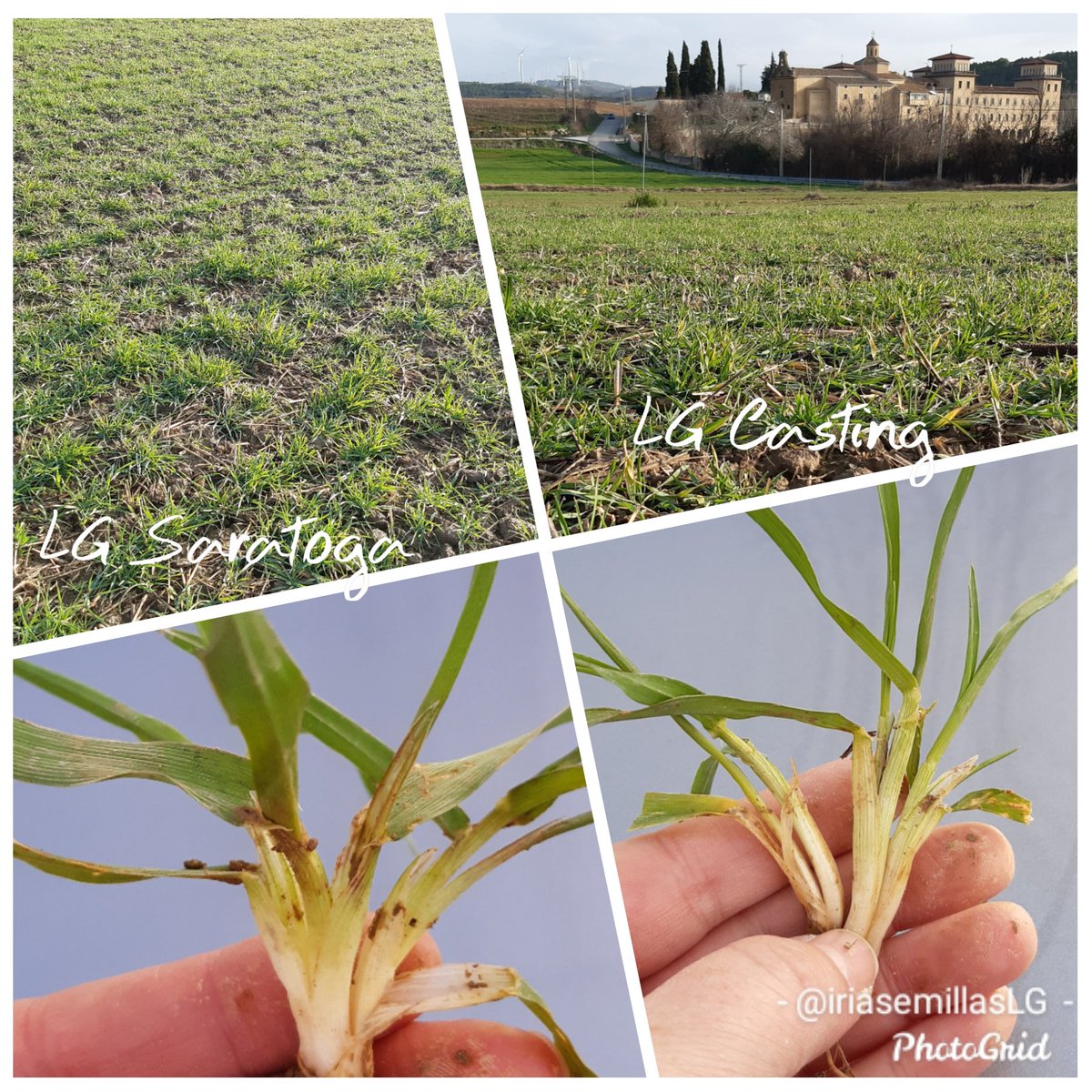 IriaSemillasLG's tweet photo. Hoy empezamos el día viendo novedades de Cebada de @LGSeedsES #LGCasting #LGSaratoga en Navarra.
🎶🎵Ahijando voy, ahijado vengo vengo...🎼🎼🎵
#Pasiónporlaagricultura https://t.co/5IyGiVdn0B
