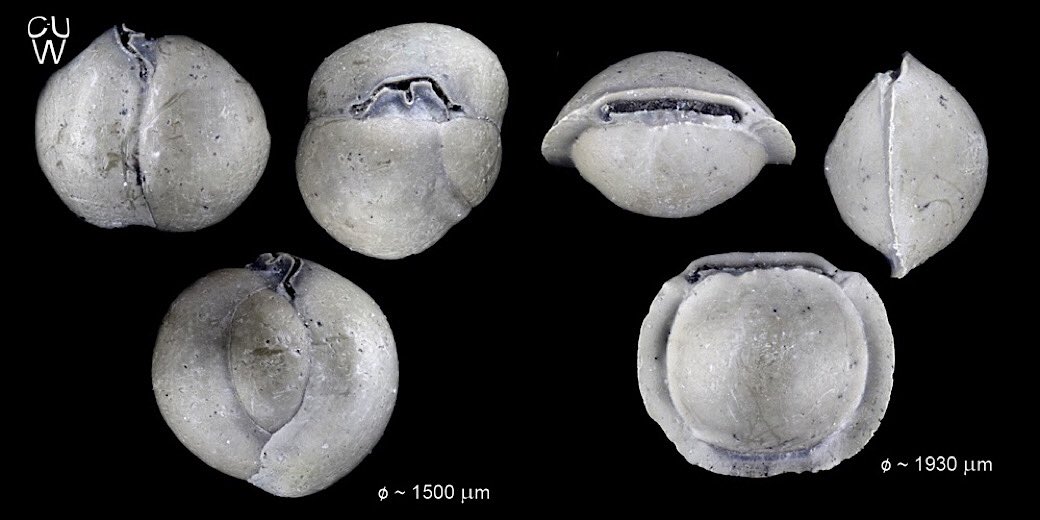 ForamsEU's tweet image. It’s always a pleasure to work on #Neogene strata and #forams. These two Miocene ones are from a drill near Hamburg picked by FEU-teammembers Stefan Raveling and Cai-Uso Wohler (Images). Consider to send us material. #ForamFriday #FossilFriday #micropaleontology #microfossils