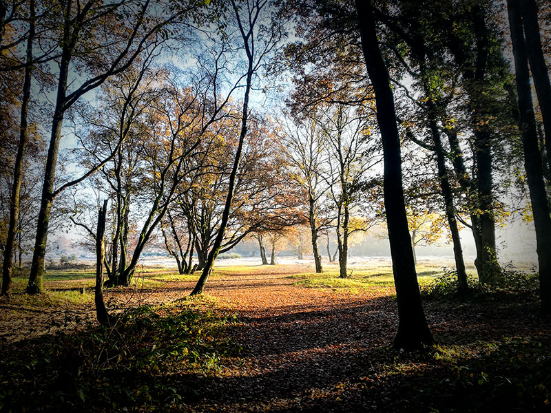 Geniet van muziek met het Köszeghy-Vigh Trio bij <a href="/JagthuisMuziek/">Jagthuis Kamermuziek</a>, ga struinen op de Vlooienmarkt in Kortenhoef of geniet van de natuur bij @Natuurmonument 's-Graveland. Dit en meer!

Alle tips: loosdrechtseplassen.nu/whats-on/
Fijn weekend, enjoy!