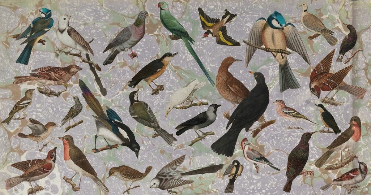Dit weekend is de jaarlijkse #tuinvogeltelling van <a href="/vogelnieuws/">Vogelbescherming NL</a>! We hebben alle vogels alvast op een rijtje gezet. Tel je mee?

Deze tuinvogels komen uit het boek 'Nederlansche Vogelen' van Nozeman. De boeken zijn gemaakt tussen 1770 en 1829. bit.ly/2hrnktw 

#tvt2020
