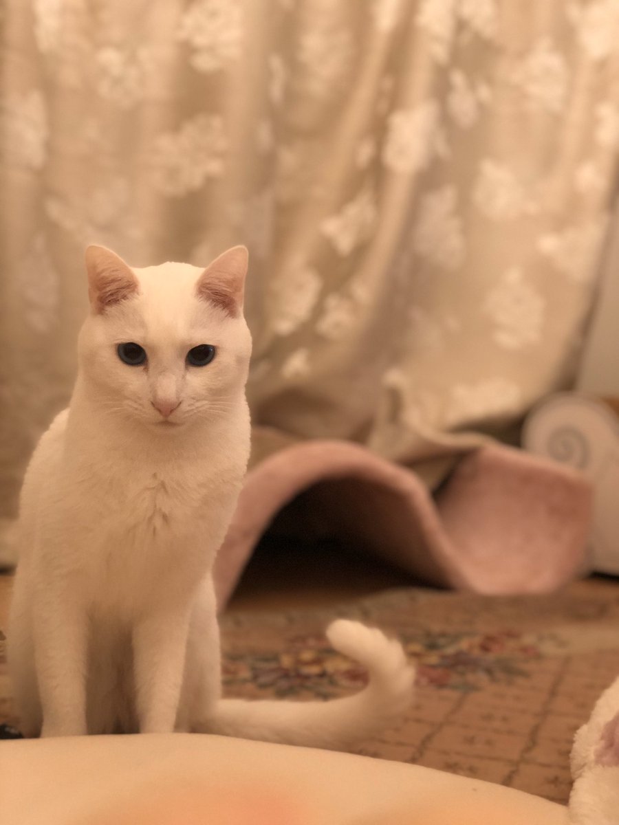 jillkun0728's tweet photo. M🐱
かっこよく撮ってにゃ？ https://t.co/HyqqdUPA5q