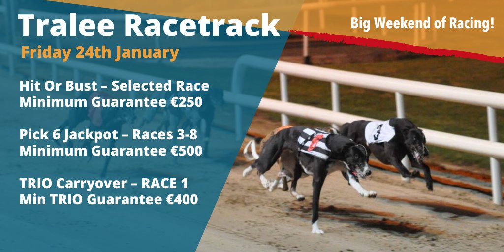 shelbourne dog racing tonight