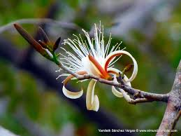 arbolespe's tweet photo. E402 #Saqui-saqui (Pachira quinata) #Pochote,#Ceibaroja #Cedroespino familia  Malvaceae,  árbol muy alto de bosques secos sudamericanos, flores blancas con muchos estambres, hojas digitadas y alternas  tienen espinas grandes  , maderable resistente a termitas, con kapock https://t.co/6Ef15rdtdn