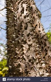 arbolespe's tweet photo. E402 #Saqui-saqui (Pachira quinata) #Pochote,#Ceibaroja #Cedroespino familia  Malvaceae,  árbol muy alto de bosques secos sudamericanos, flores blancas con muchos estambres, hojas digitadas y alternas  tienen espinas grandes  , maderable resistente a termitas, con kapock https://t.co/6Ef15rdtdn