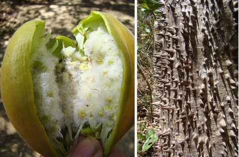 arbolespe's tweet photo. E402 #Saqui-saqui (Pachira quinata) #Pochote,#Ceibaroja #Cedroespino familia  Malvaceae,  árbol muy alto de bosques secos sudamericanos, flores blancas con muchos estambres, hojas digitadas y alternas  tienen espinas grandes  , maderable resistente a termitas, con kapock https://t.co/6Ef15rdtdn