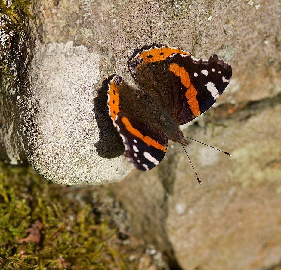 It might be January but there are still #invertebrates in the @NorthPennAONB to be found! Be inspired to go on a bug hunt by reading Ian Beddison's latest blog post: bit.ly/2sSMkzj red admiral (c) Ian Beddison
