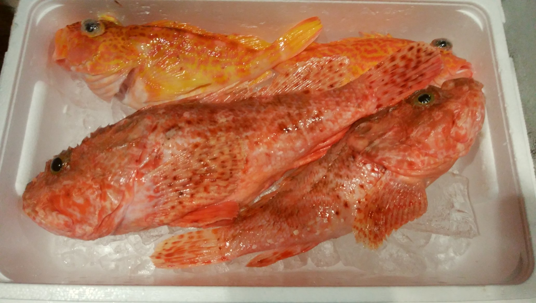 さかな湘南台 Pa Twitter 鬼かさご あやめかさご入荷しました 静岡県 駿河湾 湘南台 さかな 湘南台魚料理 酒処 T Co Yr2hxoxviw Twitter
