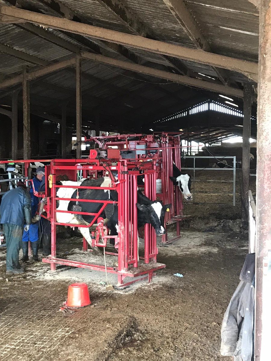 Foot trimming course 24th - 27th February - This 4 day courses provided by the Dairyland Hoof Care Institute UK can accommodate those that have never trimmed a cow’s foot before to experienced trimmers For more information contact Nicky on 01270 610349 nantwichvetgroup.co.uk/foot-trimming-…