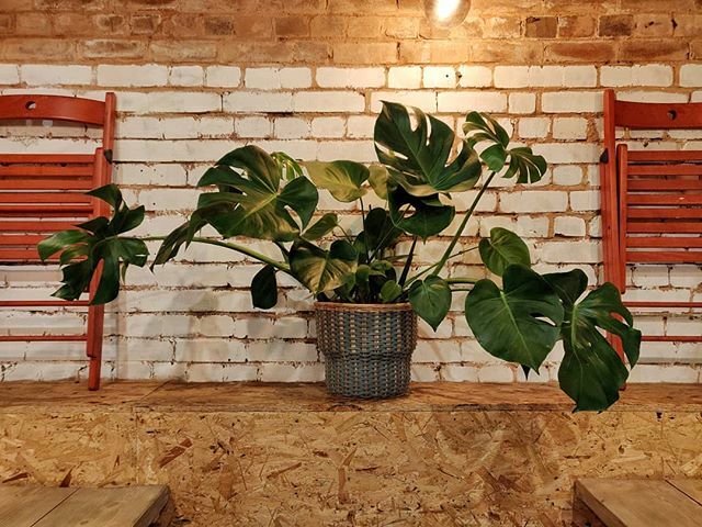 AdamJohnStock's tweet photo. The Monstera at work looking incredible right now! Why can't the plants at home do as well? :(
.
.
.
#houseplants #indoorplants #monstera https://t.co/43ecVo29Du https://t.co/FbYwqtGZco
