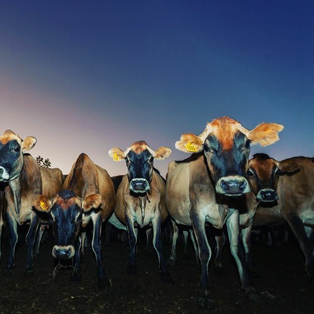 LourensPhoto's tweet photo. #cattle #sunset #milk #dairyfarm  #dairy https://t.co/aGMdz7eqQS https://t.co/yzocLYY5yy