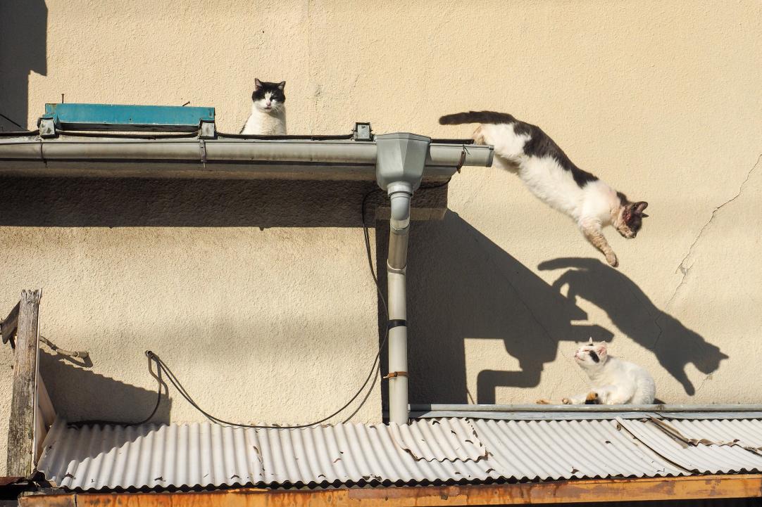 シュールレアリスト