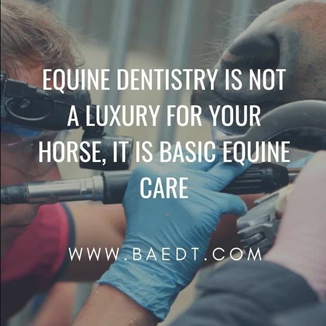 beemay_eds's tweet photo. Dentistry is not a luxury, it is an essential part of your horses, donkeys and ponies welfare.⠀
⠀
Is you EDT qualified? Go to the BAEDT website and check if your EDT is on the list.⠀
⠀
#baedt #qualified #equinedentistry #equinedentist #horses #donkeys #ponies #equine #we… https://t.co/p6fLSP6JgZ