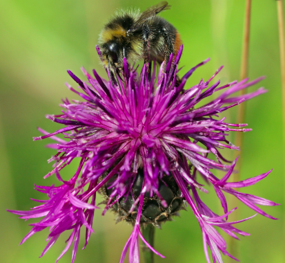 HiveBook's tweet photo. Studies have shown that wild bees such as the red-tailed and buff-tailed bumblebee visit a wide range of flowers with a preference for wild knapweed #HIVEBOOK #BeeBehaviour https://t.co/MRCujEgtpp