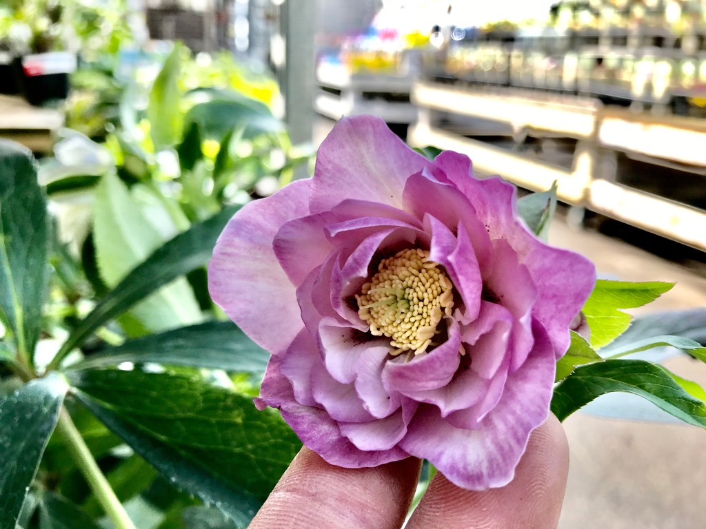 ジョイフル本田 ガーデンセンター Ar Twitter ガーデンセンター荒川沖店 クリスマスローズ入荷しました 花色豊富 入荷時に花色チェックするのが ひそかな楽しみです 笑 是非ご来店下さい 園芸店 クリスマスローズ ガーデニング 花 土浦市 つくば
