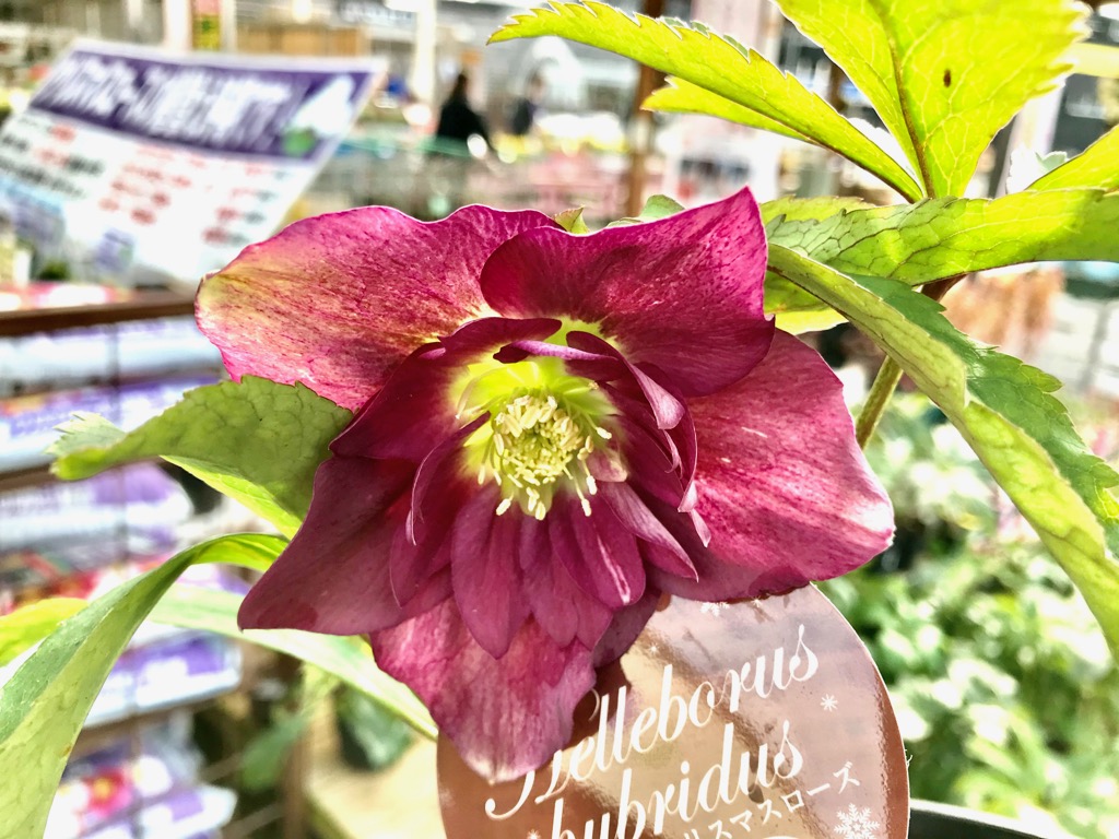 ジョイフル本田 ガーデンセンター ガーデンセンター荒川沖店 クリスマスローズ入荷しました 花色豊富 入荷時に花色チェックするのが ひそかな楽しみです 笑 是非ご来店下さい 園芸店 クリスマスローズ ガーデニング 花 土浦市 つくば