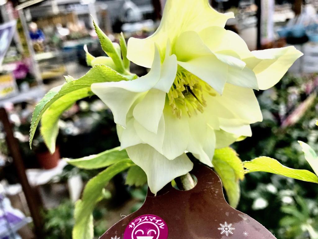 ジョイフル本田 ガーデンセンター Ar Twitter ガーデンセンター荒川沖店 クリスマスローズ入荷しました 花色豊富 入荷時に花色チェックするのが ひそかな楽しみです 笑 是非ご来店下さい 園芸店 クリスマスローズ ガーデニング 花 土浦市 つくば