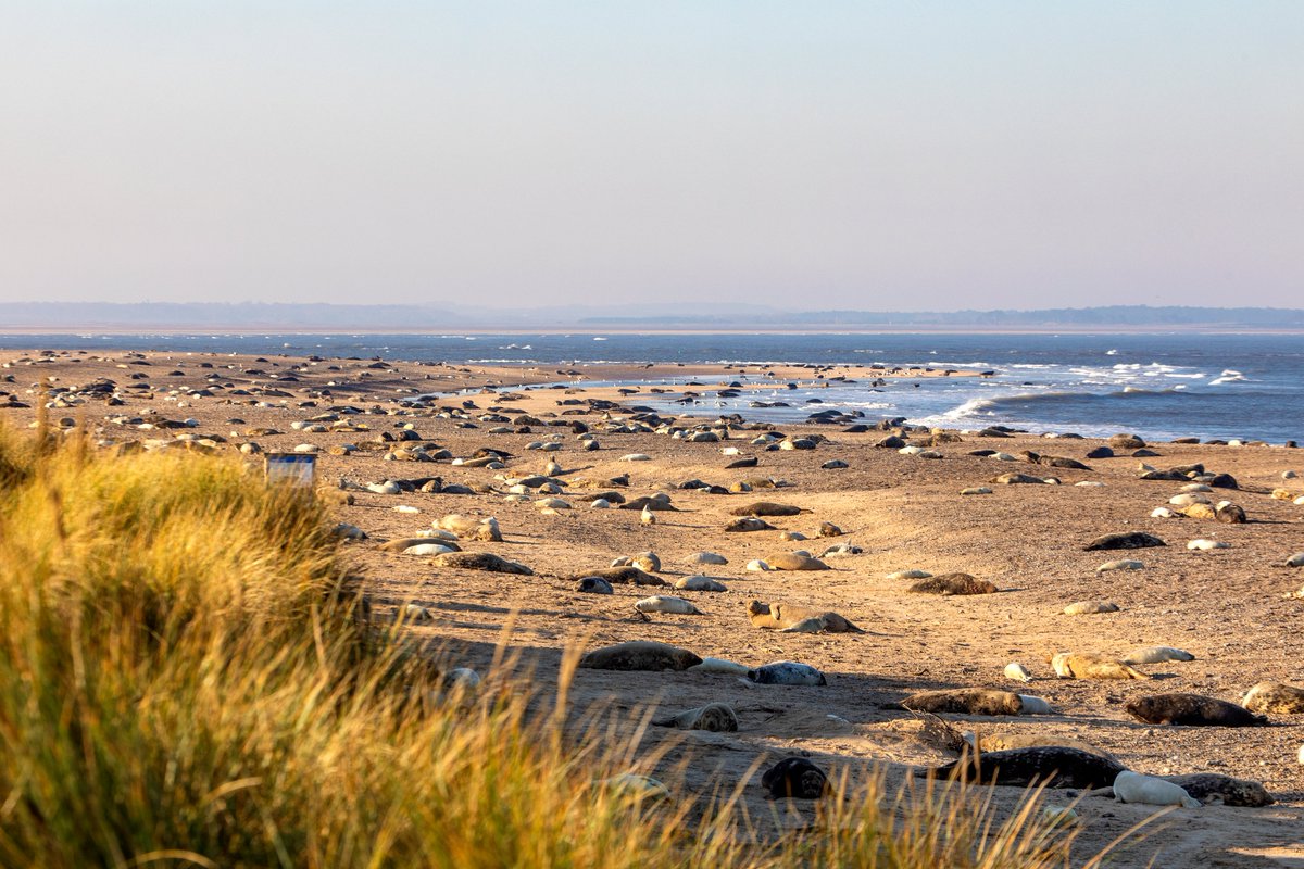 Norfolk Coast and Broads NT tweet media