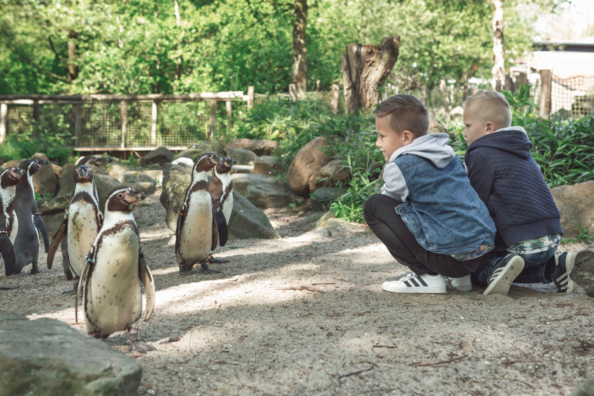 peuterennl's tweet image. Safaripark Beekse Bergen, Dierenrijk, ZooParc Overloon, AquaZoo Leeuwarden en het Aviodrome gaan werkende ouders uit de brand helpen tijdens de lerarenstaking op donderdag 30 januari. Nu op de site!

oudersenzo.nl/lerarenstaking/
#dierenparken #Aviodrome #lerarenstaking #oudersenzo