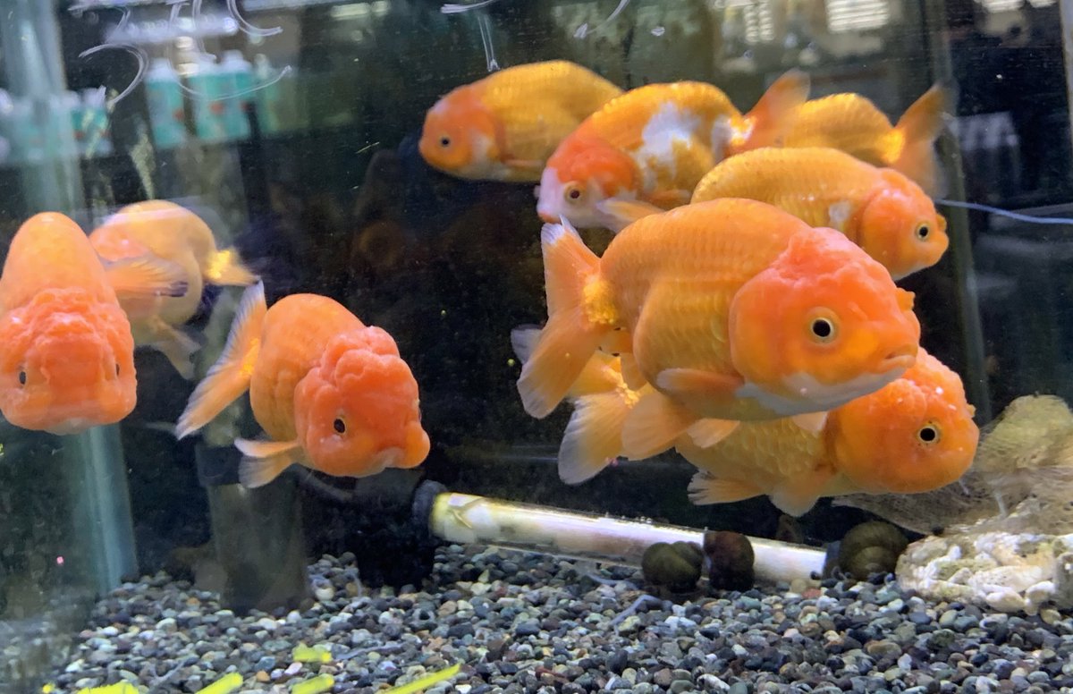 パールスケール