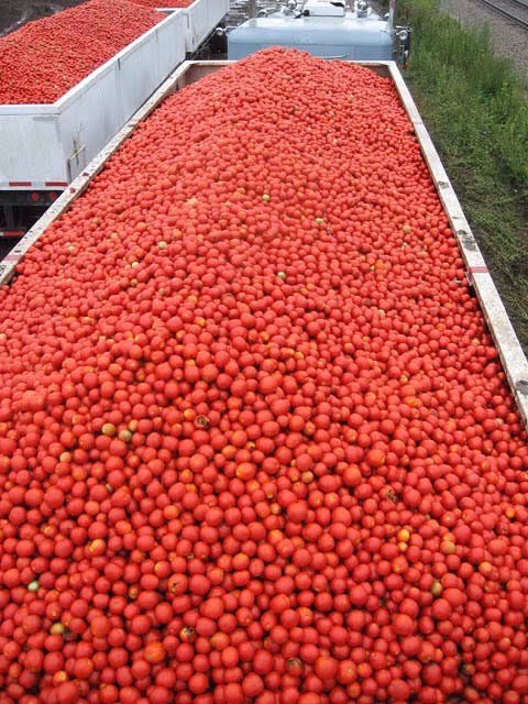 OvieAli's tweet photo. Gino Tomato Paste's factory nears completion as production is set to begin in April. The 50 billion Naira  plant in Ngaski will get tomatoes from out-growers working over 1000 hectares of tomato farm. This project will cut the imports of tomato paste from their plants in Asia. https://t.co/xAvRgdyBot