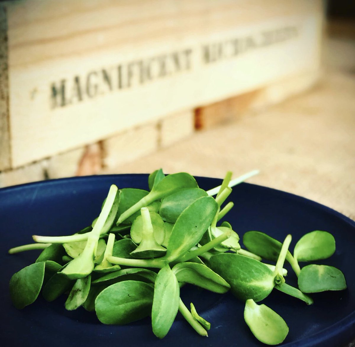 MagnificentMic5's tweet photo. Delivering #sunflowershoots #Microgreens #microrocket #peashoots #organicallygrown #biodegrablepackaging to @themilkshed this morning! #buylocal #shoplocal #grownlocal https://t.co/zhoYAcRC7E