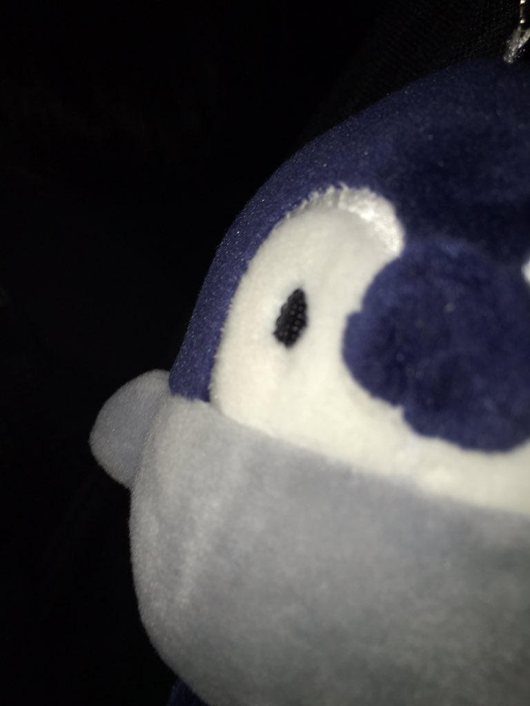 pricot5's tweet photo. うちのベーシストのペンギンです
今日駅で迷子になってたのでちゃんとしつけといてください https://t.co/A8wHOSrvy1