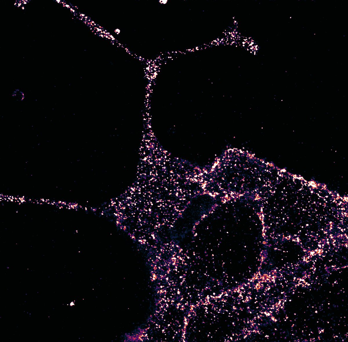 📢 New paper out! Our scientist @BroichhagenJ and colleagues describe how 'Super-resolution microscopy compatible fluorescent probes reveal endogenous glucagon-like peptide-1 receptor distribution and dynamics'. mr.mpg.de/14427875/glp1r…