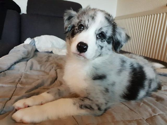 Alerte Animaux Perdu On Twitter Perdu Chien Gris Blanc Noir Nomme Tiago A Pau 64 Berger Australien Https T Co 5lonwe4eeo