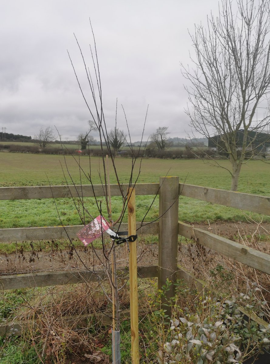 SouthCambs's tweet photo. π³ Great to see that Sawston Parish Council have got involved in our #ThreeFreeTrees scheme with a new tree planted this morning
π² So far, we've had almost 50 of our 103 parish councils register for their voucher for #ThreeFreeTrees
π± Read more at https://t.co/J5OHQc4pEN https://t.co/bnsfoUNA1O