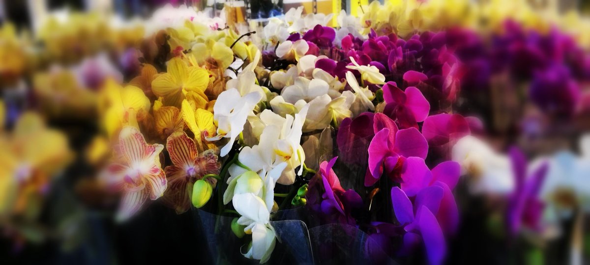 Dull and gray outside? Inside we enjoy the most beautiful colors every day
#HoogBos #HoogBosorchids #GorgeousGold #orchids #phalaenopsis #instaplants #instaflowers #JongBos #gold #plantsofinstagram #houseplantsofinstagram #allaboutplantlife #houseplants #houseplantclub