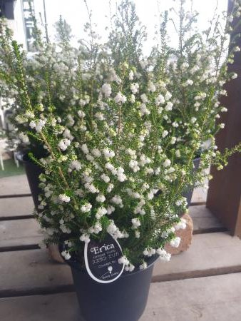 ジョイフル本田 ガーデンセンター ガーデンセンター千代田店 スズランエリカ 白い雪をまとったような気品のある美しい姿 スズランのような清楚で可憐な花を長く楽しめます 花言葉は 幸せな愛 スズランエリカ エリカ T Co