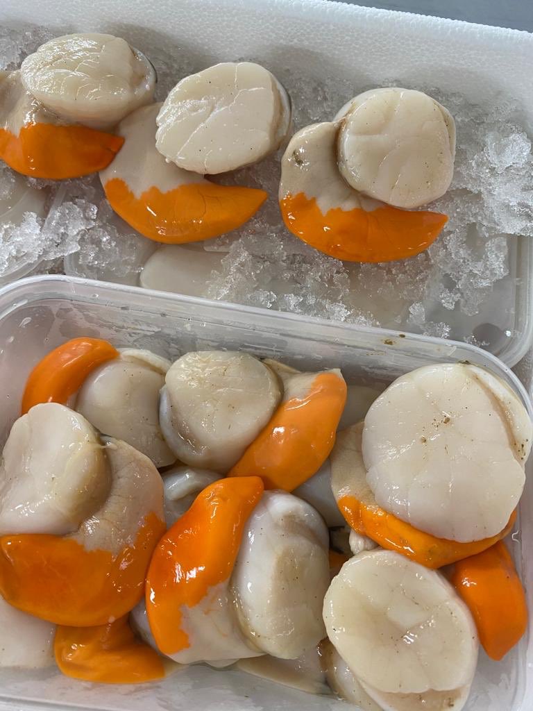 sylvia75817198's tweet photo. Fabulous Kent Coast Scallops in the Shop this morning at Shamrock Quay. Open until 6pm this evening #scallops #shellfish https://t.co/96j0r3pozQ