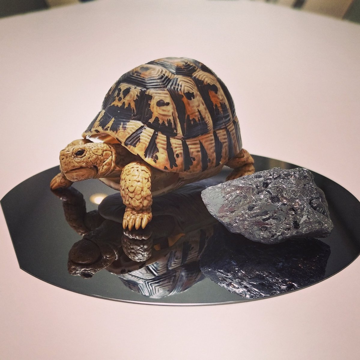 T_maker2016's tweet photo. 今日の戦果、亀とシリコンウェハーとシリコン原石。良きかな。 https://t.co/TLLL7pgjdf