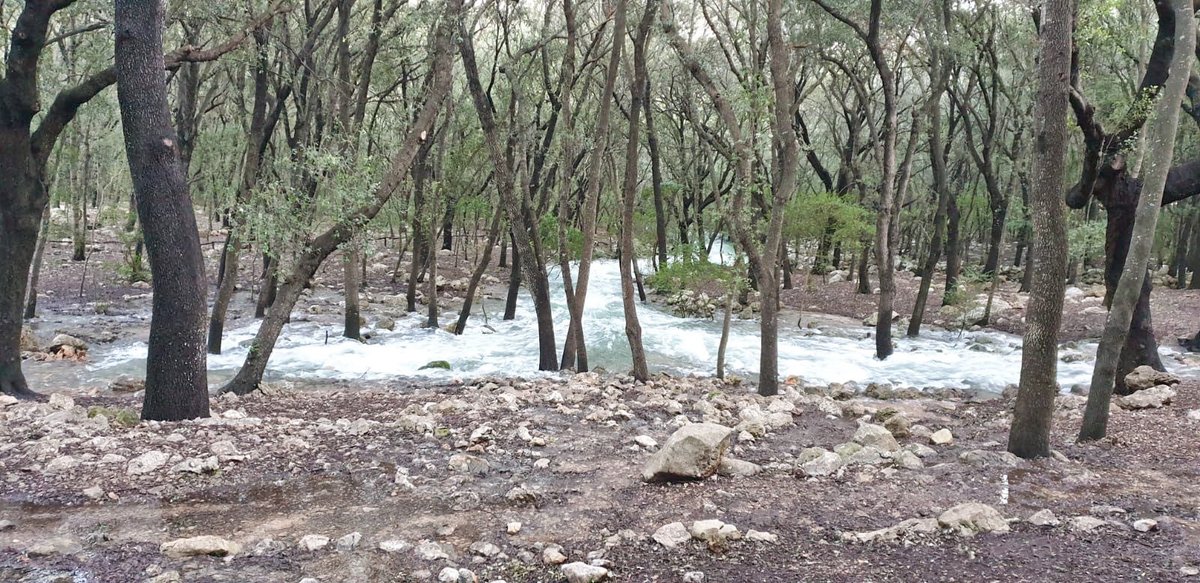 FuturtransSL's tweet photo. With the amount of rain we have had these days, it is not surprising that #SesFontsUfanes sprout heavily loaded.

Our photo-driver, Rafa Nieto, has captured some images of this wonder of nature, although we encourage you to discover it in situ.

Shall you come? 🧡🚍 https://t.co/sl20fbrp1s