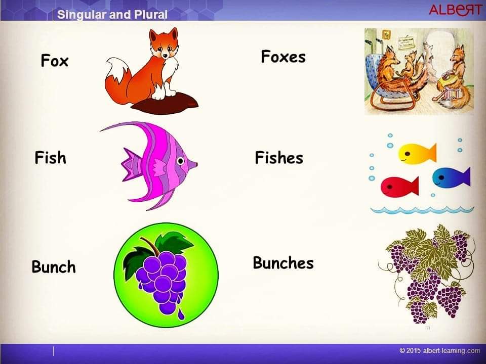 Fish or Fishes: Learn Which is the Correct Plural Form