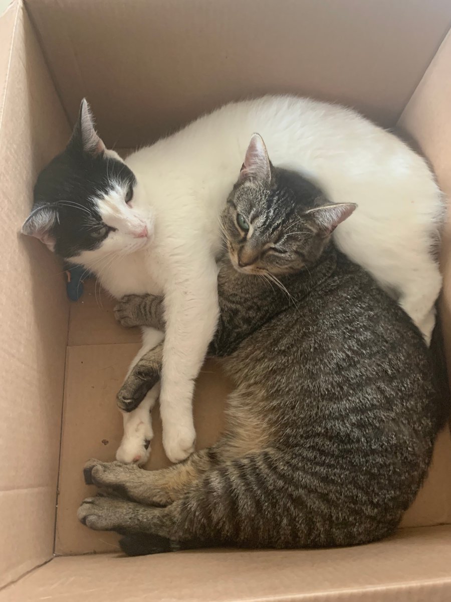 MedicAnimal Ltd tweet media