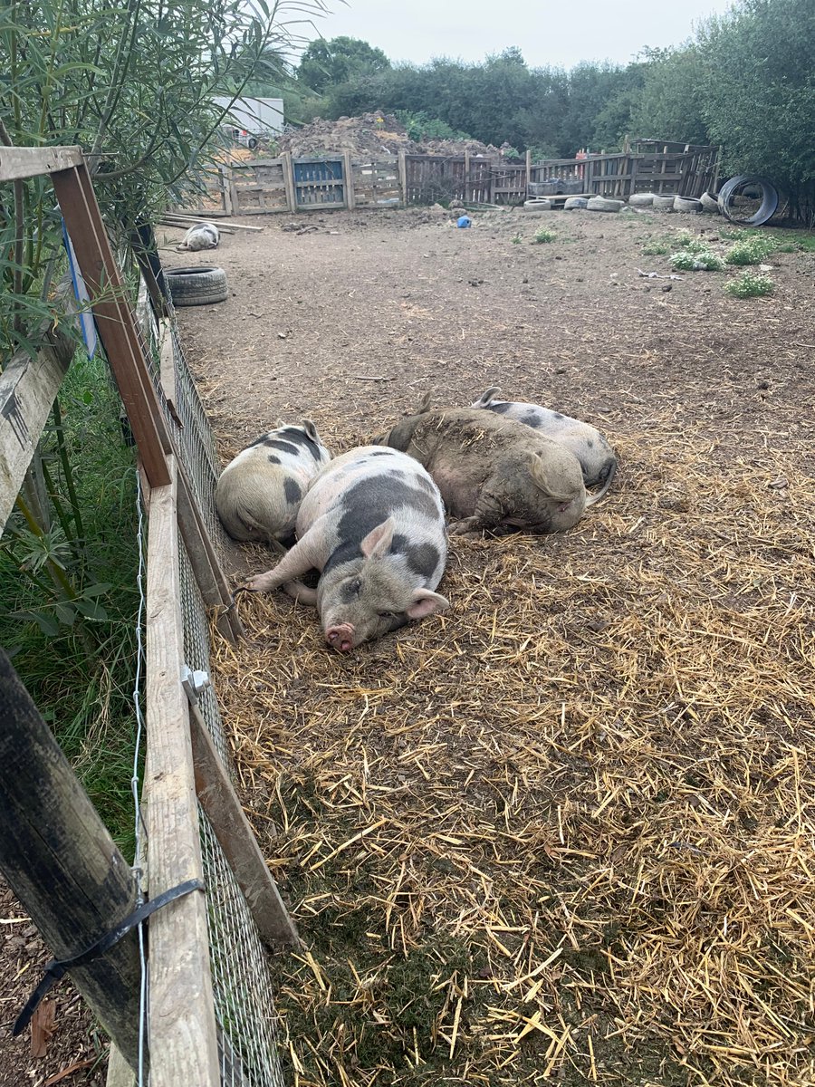 MedicAnimal Ltd tweet media