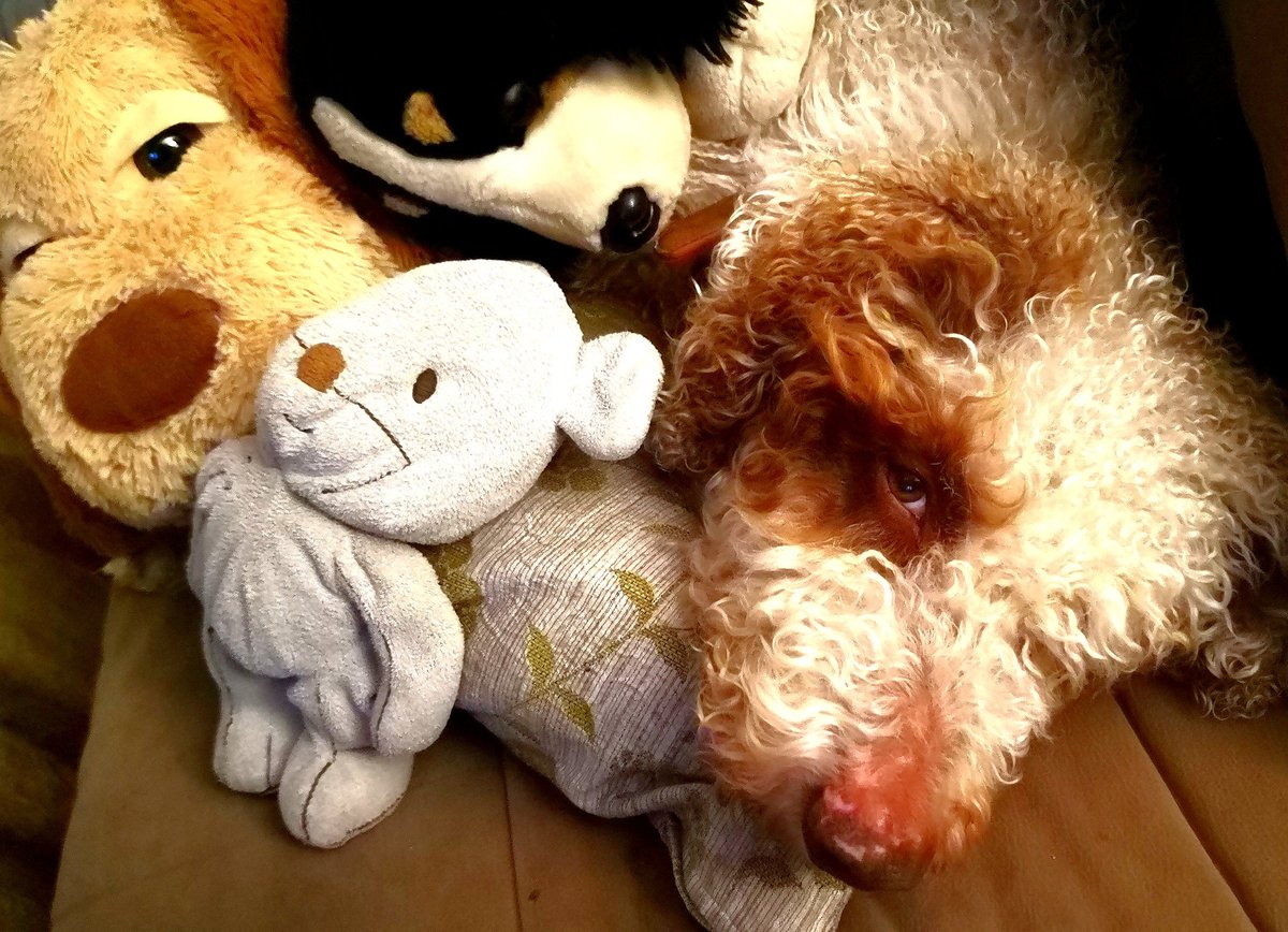 ¿Cómo te digo yo ahora "bájate de ahí", viejo amigo? <a href="/AnimalesVirales/">Love A͎nimals↝ʕ•̫͡•ʔ</a>