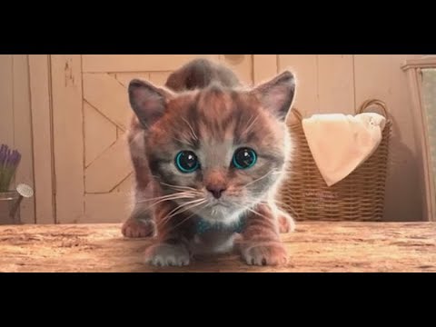 little kitten & friends