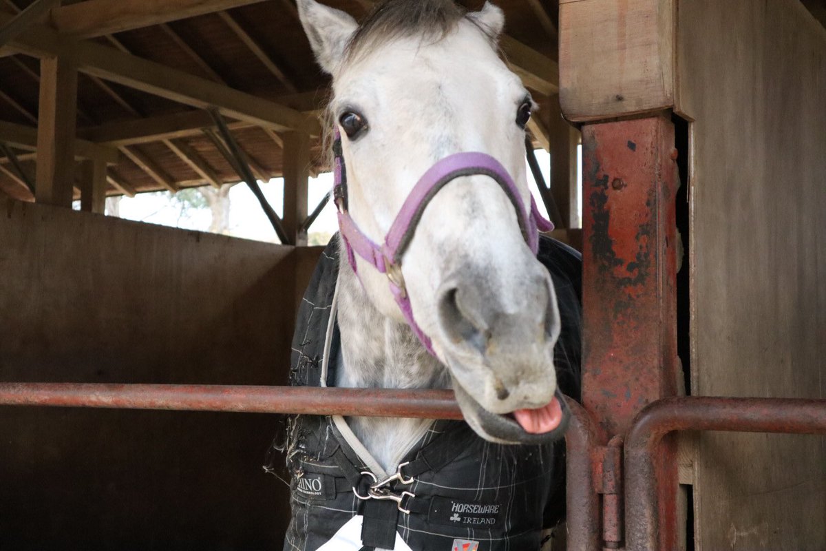 成田ゆめ牧場 舌を丸めるのに挑戦中 ウサギノカケアシ ウータン 競走馬 Jra 引退馬 可愛い カッコいい 牧場 動物 馬 馬も舌を丸められる