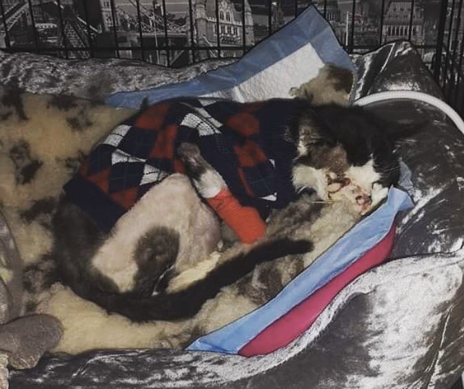 catgirl321's tweet photo. Please keep up MASSES #pawpurrayers and #healingpurrs for @StrayCatsWM precious #superwarrior Maximus, who still not feeling up to eating😿 V*E*T doctors doing everything they can to figure out what’s wrong. Help him stay strong and get him well💜🐾🙏🏻 #weeti #pawcircle #MAXIMUS https://t.co/lJhNeXckQz