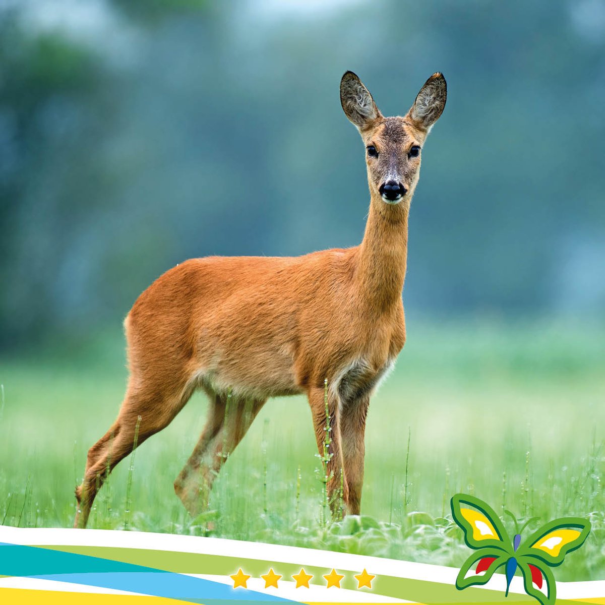 De reeën komen nog net niet binnen.... Boek nu 1 van onze prachtig gelegen bungalows! Heerlijk wandelen, fietsen, zwemmen.... depapillon.nl
